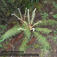 Polystichum speciosissimum
