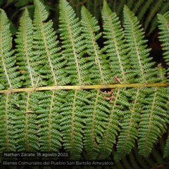 Polystichum speciosissimum