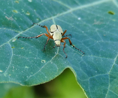 Macrodactylus uniformis