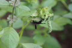 Allorhynchium chinense