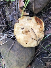 Suillus occidentalis