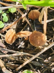 Agaricineae