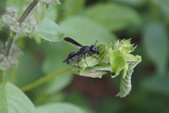 Allorhynchium chinense