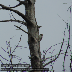 Dryobates stricklandi