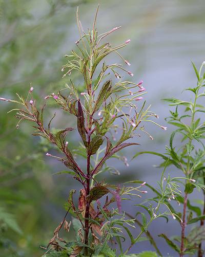 Purpleleaf willowherb (Epilobium coloratum)