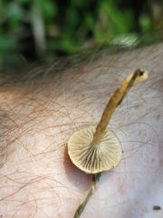 Agaricineae