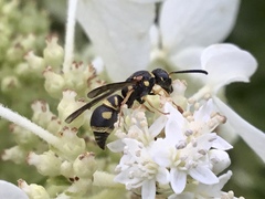 Parancistrocerus pedestris