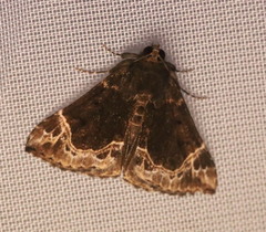 Hypena abalienalis