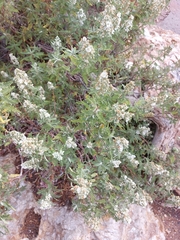 Chamaebatiaria millefolium