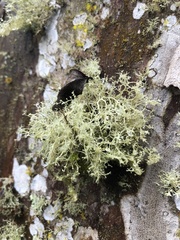 Ramalina peruviana