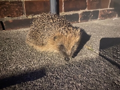 Erinaceus europaeus