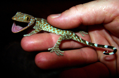 Gekko gecko