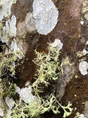 Ramalina peruviana