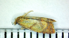 Sparganothis lycopodiana