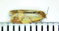 Sparganothis lycopodiana