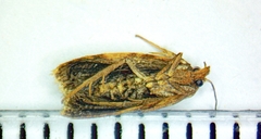 Sparganothis lycopodiana