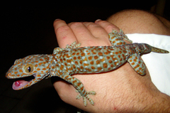 Gekko gecko