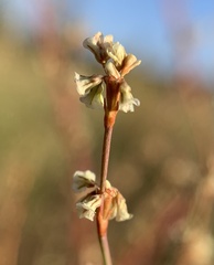 Eriogonum baileyi