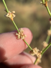 Eriogonum baileyi