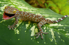 Gekko gecko