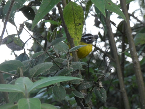 Santa Marta Warbler (Myiothlypis basilica), photo 9