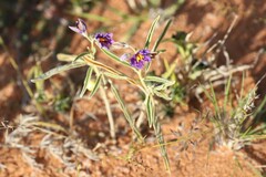 Solanum esuriale