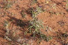 Solanum esuriale