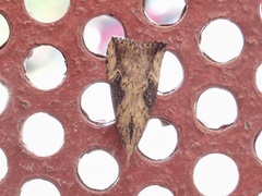 Hypena humuli