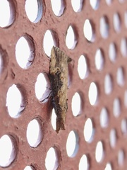Hypena humuli