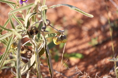 Solanum esuriale