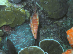 Oxycheilinus celebicus