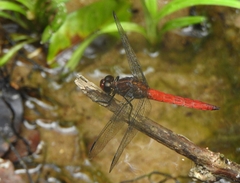 Orthemis biolleyi