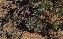 Tylecodon reticulatus