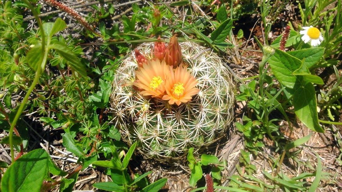 Coryphantha compacta