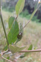 Calligrapha pantherina