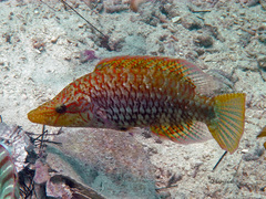 Oxycheilinus celebicus