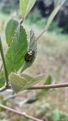Calligrapha pantherina
