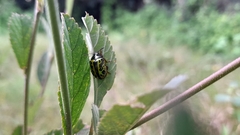 Calligrapha pantherina