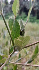 Calligrapha pantherina