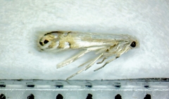Phyllonorycter quercialbella