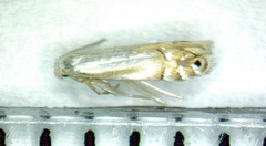 Phyllonorycter quercialbella