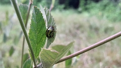 Calligrapha pantherina