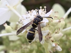 Parancistrocerus pedestris
