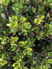 Quercus vacciniifolia