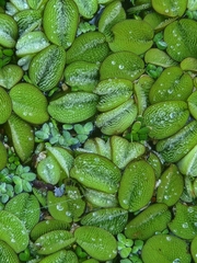 Salvinia minima