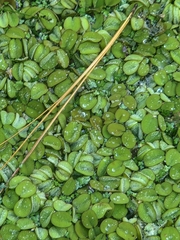 Salvinia minima