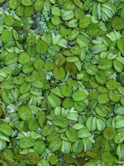 Salvinia minima