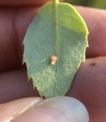 Quercus vacciniifolia