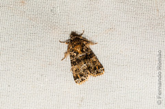 Callopistria latreillei