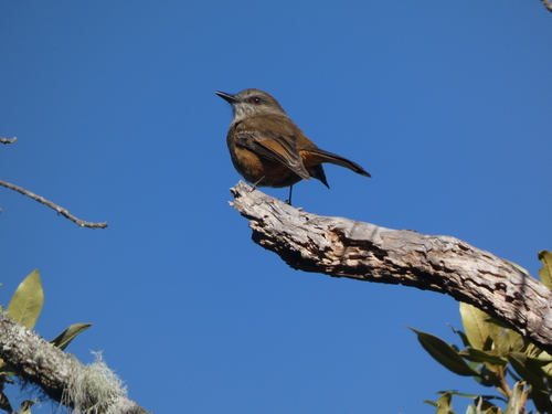 Santa Marta Bush Tyrant (Myiotheretes pernix), photo 10